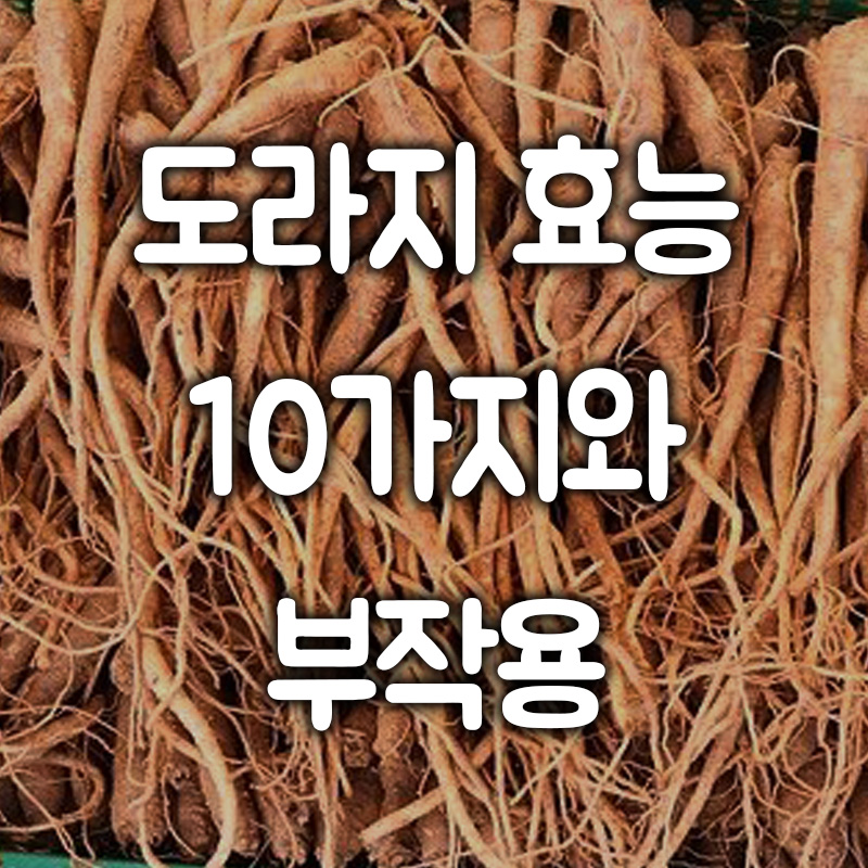 도라지 효능 10가지와 부작용 정리